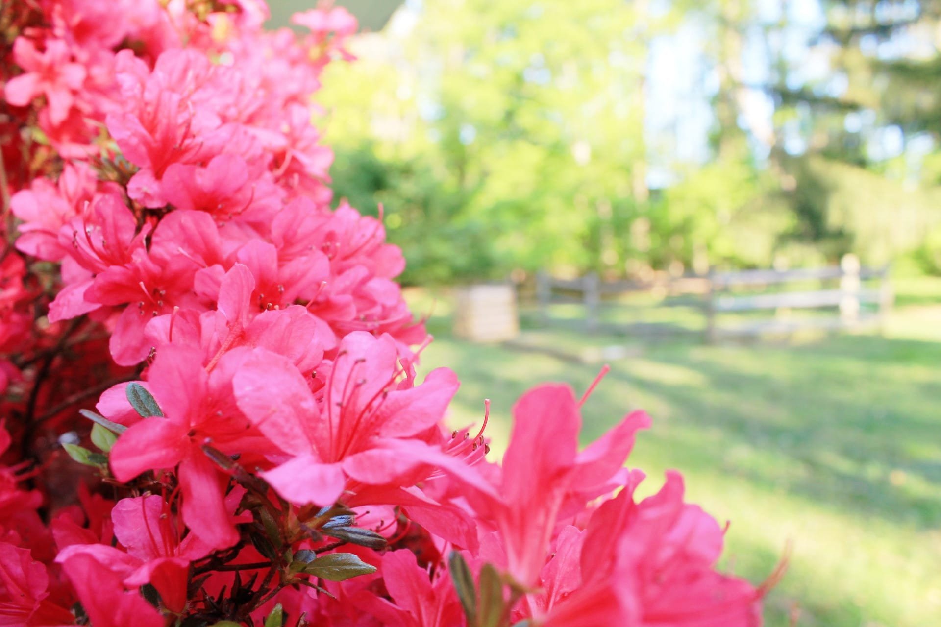 Spring Pest Problems in Baton Rouge Bayou Cajun Pest Control